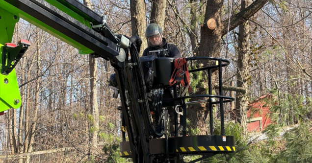 Emerald Ash Borer Damage in Pennsylvania: Signs Your Ash Tree Is Dying